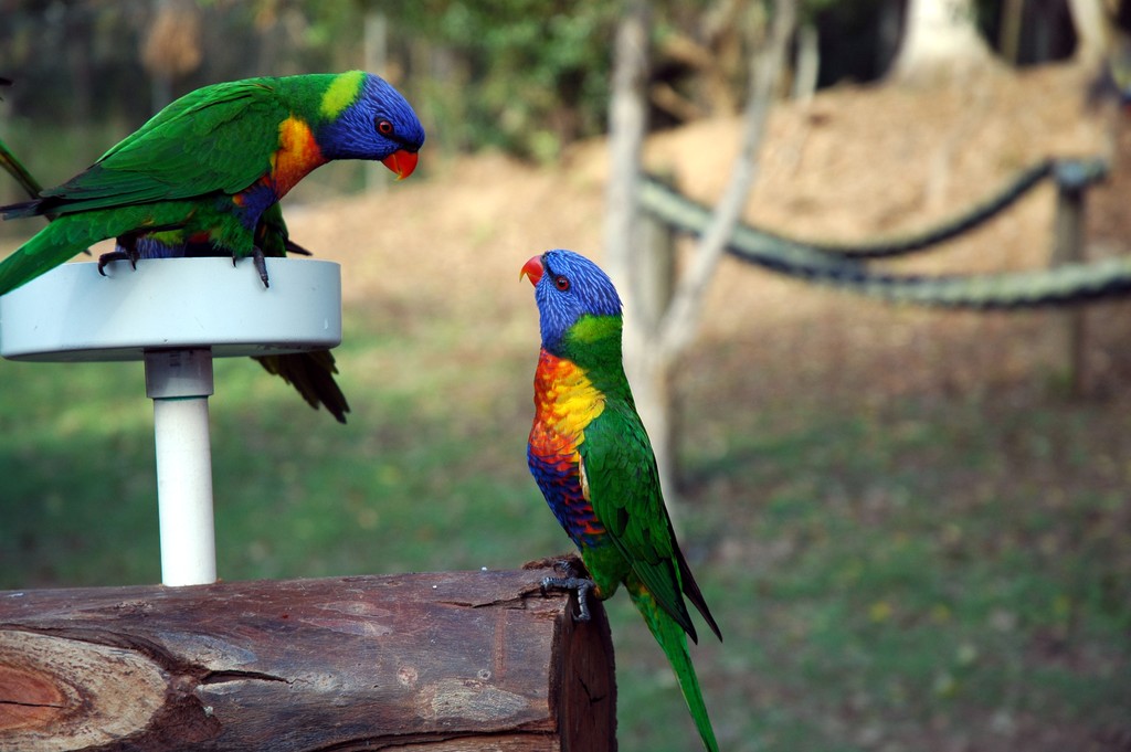 Rainbow Lorikeets